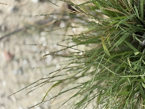 Lepturus repens observed 2026-01-27