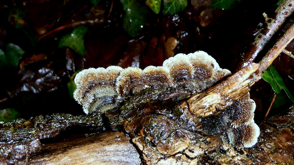 Auricularia mesenterica · February 2026 · photo: © patricklm35 (iNaturalist, cc0)