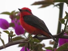 Pyrocephalus rubinus