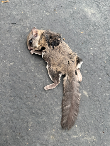 Humboldt's Flying Squirrel observed by erin1975