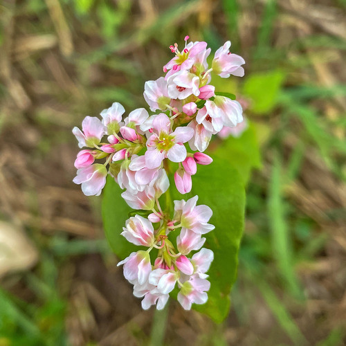 Common Buckwheat (Fagopyrum esculentum)