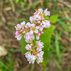 Le Sarrasin (Fagopyrum esculentum)