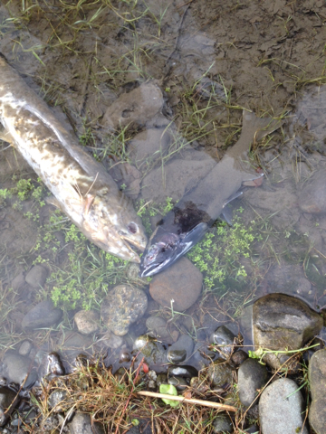 Oncorhynchus keta