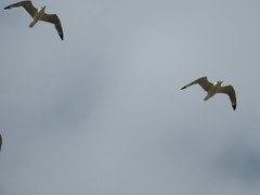 Leucophaeus pipixcan