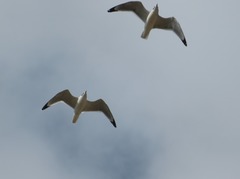 Leucophaeus pipixcan