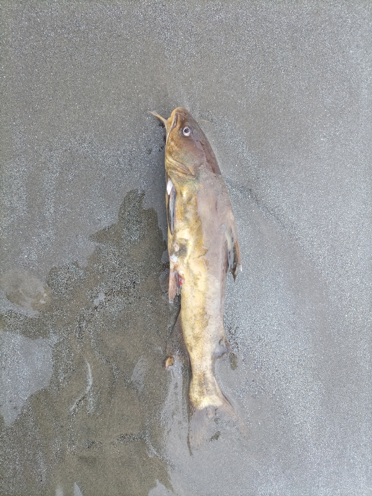 Madamango sea catfish (Cathorops spixii) — Ariidae