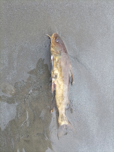 Madamango sea catfish (Cathorops spixii) — Ariidae