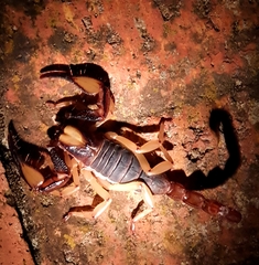 Opistophthalmus latro