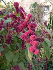 Amaranthus caudatus