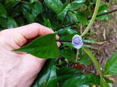 Psychotria urbaniana