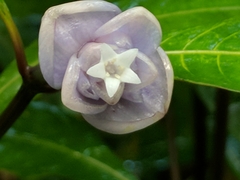 Psychotria urbaniana