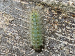 Melanis leucophlegma