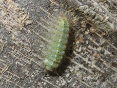 Melanis leucophlegma