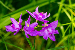 Calopogon tuberosus tuberosus
