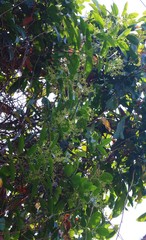Anodendron parviflorum