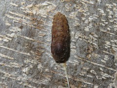 Melanis leucophlegma