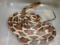 Pseudelaphe phaescens