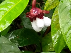 Psychotria urbaniana