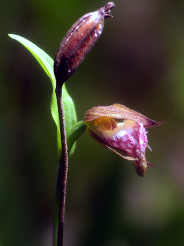 Ram's head lady's slipper (Cypripedium arietinum)