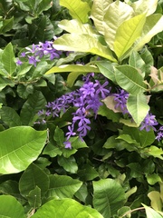 Petrea