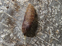 Melanis leucophlegma