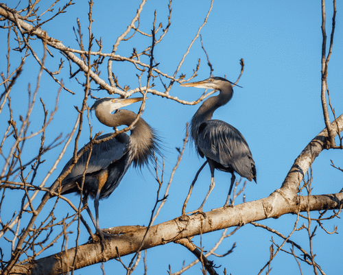 Great Blue Heron photographed in Washington