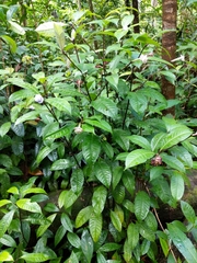 Psychotria urbaniana