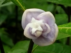 Psychotria urbaniana