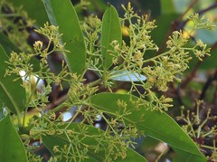 Anodendron parviflorum