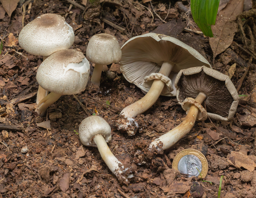 Agaricus candussoi
