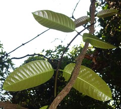 Anodendron parviflorum