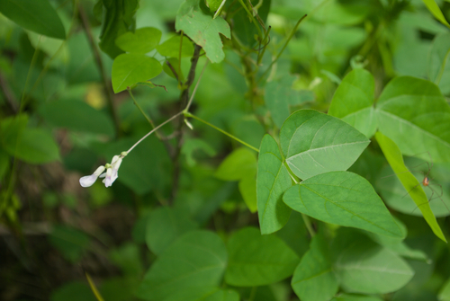 American hog-peanut (Amphicarpaea bracteata)