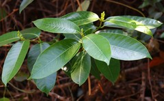 Anodendron parviflorum