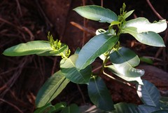 Anodendron parviflorum