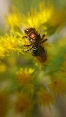 Augochloropsis tupacamaru