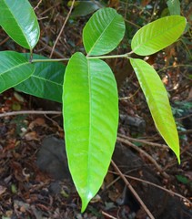 Anodendron parviflorum