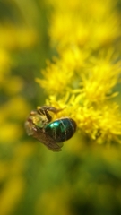 Augochloropsis tupacamaru