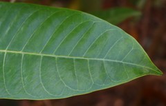 Anodendron parviflorum