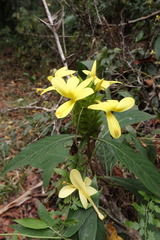 Barleria oenotheroides