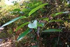 Anodendron parviflorum