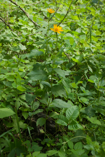 false sunflower (Heliopsis helianthoides)