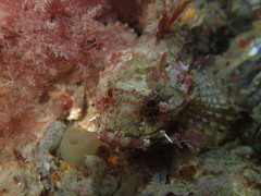 Taurulus bubalis