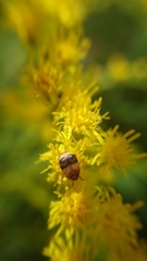 Sennius lateapicalis