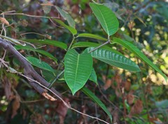 Anodendron parviflorum