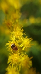 Sennius lateapicalis