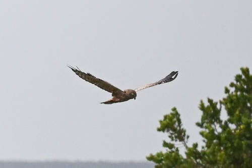 iNaturalist: (c) Maryse Neukomm, some rights reserved (CC BY-NC), uploaded by Maryse Neukomm iNaturalist image