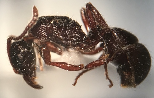 South American grooved ant photo 4