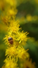 Sennius lateapicalis