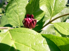 Calycanthus