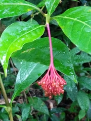 Palicourea croceoides